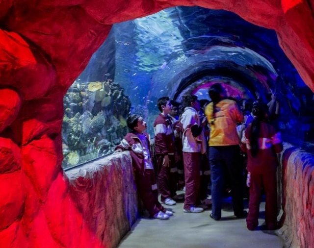 dentro del acuario